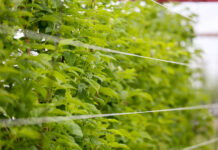 Dobra ochrona w okresie kwitnienia malin