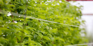 Dobra ochrona w okresie kwitnienia malin