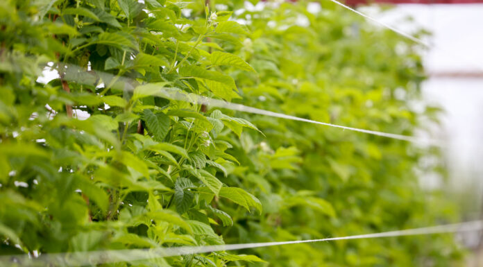 Dobra ochrona w okresie kwitnienia malin