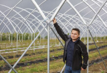 Tunele dla borówki – trendy w budowie konstrukcji tunele dla borówki haygrove