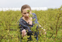 Choroby i szkodniki w czasie kwitnienia borówki