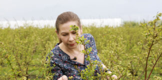 Choroby i szkodniki w czasie kwitnienia borówki