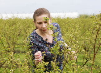 Choroby i szkodniki w czasie kwitnienia borówki