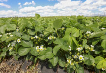 Najważniejsze choroby truskawek. Jak zapobiegać? FILM