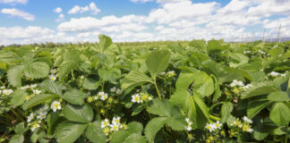 Najważniejsze choroby truskawek. Jak zapobiegać? FILM