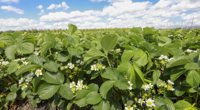 Najważniejsze choroby truskawek. Jak zapobiegać? FILM