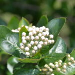 DSC_2372aronia_mp_