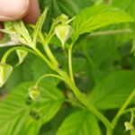 Dorosłe kwieciaki bez truudu można znaleźć a plantacji