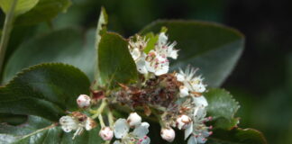 Aronia zawiązuje owoce – co teraz? Gąsienica omacnicy jarzębianki i odchody