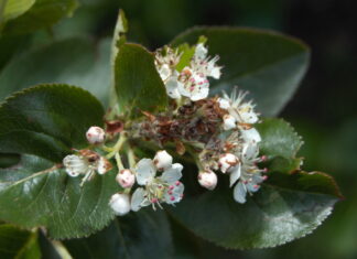 Aronia zawiązuje owoce – co teraz? Gąsienica omacnicy jarzębianki i odchody