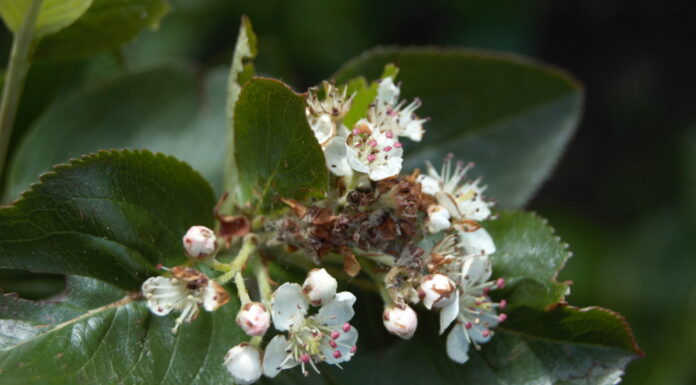 Aronia zawiązuje owoce – co teraz? Gąsienica omacnicy jarzębianki i odchody