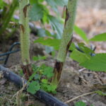 Fot. Przypąkowe zamieranie pędów malina_syngenta_