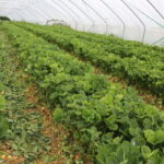 IMG_0070truskawka_KT_yara