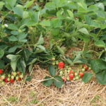 IMG_0237truskawka_KT_yara