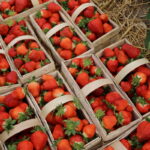 IMG_0288truskawka_KT_yara