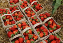 Obfite kwitnienie truskawek i duże plony dobrej jakości – Jak to zrobić? Flair