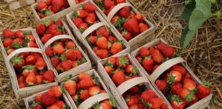 Obfite kwitnienie truskawek i duże plony dobrej jakości – Jak to zrobić? Flair