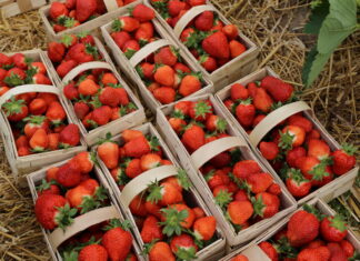 Aktualne ceny truskawek i malin na rynkach hurtowych (20.06.2023) Flair