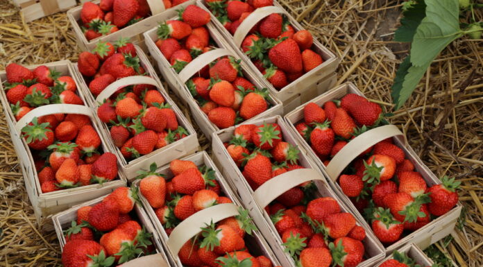 Obfite kwitnienie truskawek i duże plony dobrej jakości – Jak to zrobić? Flair