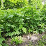 Pędy malin letnich osiągają już znaczną wysokość