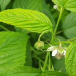 Pierwsze uszkodzenia pąków przez kwieciaki