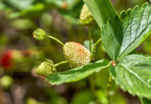 Kwieciak malinowiec – jak zwalczyć tego szkodnika w truskawce?