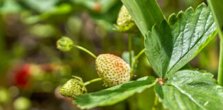 Kwieciak malinowiec – jak zwalczyć tego szkodnika w truskawce?
