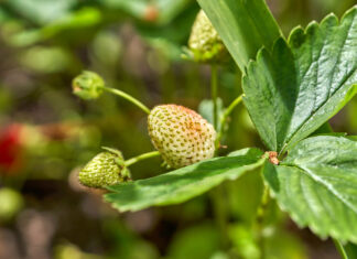 Kwieciak malinowiec – jak zwalczyć tego szkodnika w truskawce?