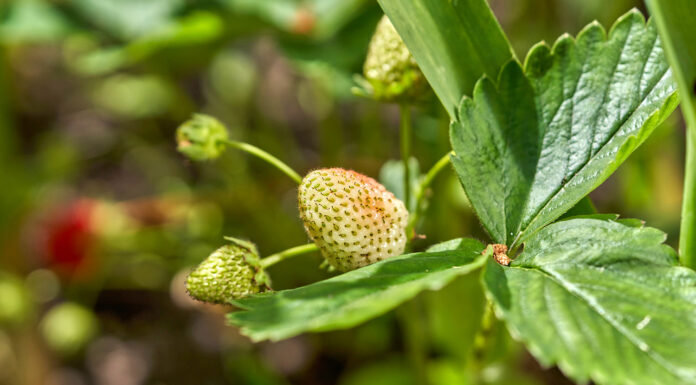 Kwieciak malinowiec – jak zwalczyć tego szkodnika w truskawce?
