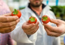 Kto zapłaci 30 zł za 1 truskawkę? Amerykanie. Być może…