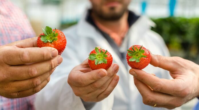 Kto zapłaci 30 zł za 1 truskawkę? Amerykanie. Być może…