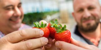 Szypułka prawdę ci powie