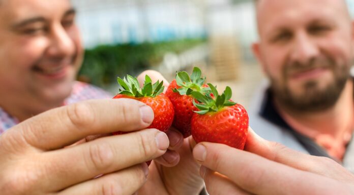 Szypułka prawdę ci powie