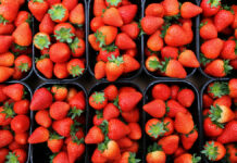 Jakie owoce najchętniej wybierali Polacy w maju 2021? WYNIKI BADAŃ truskawki