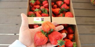 Jak wczesne są w tym roku wczesne truskawki?