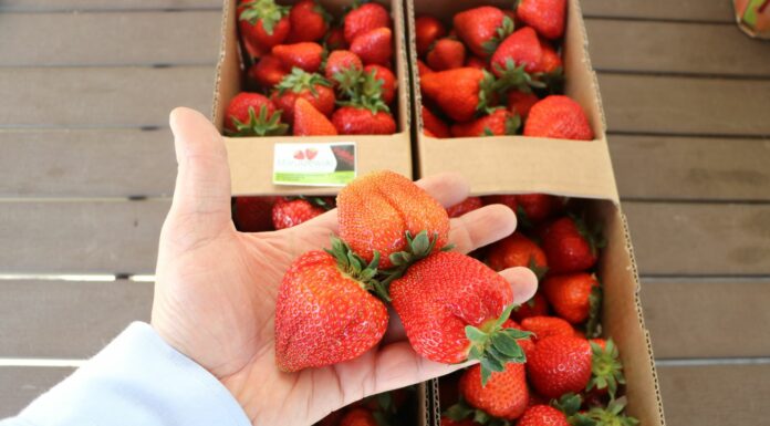 Jak wczesne są w tym roku wczesne truskawki?