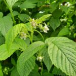 W tunaleach pojawiają się już kwiaty