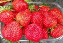 Nowa aromatyczna odmiana truskawek we Włoszech – Crapo 135