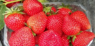 Nowa aromatyczna odmiana truskawek we Włoszech – Crapo 135