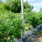 dscf4482Jagodnik_5