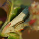 fot gąsienicaaronia_mp_