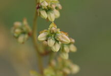 Ważne zabiegi ochrony w okresie kwitnienia borówek