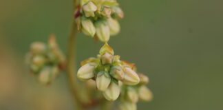Ważne zabiegi ochrony w okresie kwitnienia borówek