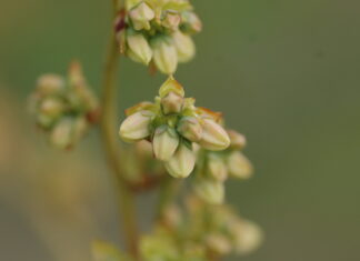 Ważne zabiegi ochrony w okresie kwitnienia borówek