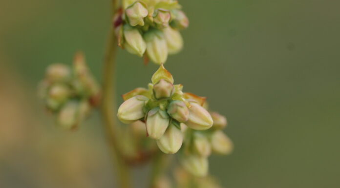 Ważne zabiegi ochrony w okresie kwitnienia borówek