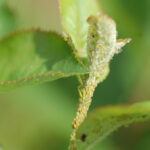 fot. aronia mszycearonia_mp_