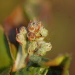 fot. gąsięnica i odchodyaronia_mp_