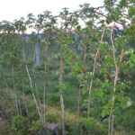 glen amplemalina_syngenta_