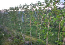 Lustrujemy plantacje malin i ustalamy ochronę Odmiana ‘Glen Ample’
