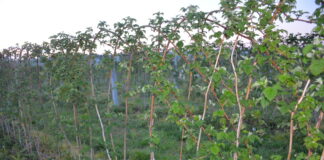 Lustrujemy plantacje malin i ustalamy ochronę Odmiana ‘Glen Ample’